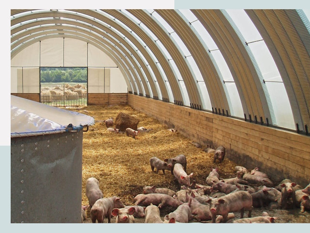 Строительство свинарников в Вольске